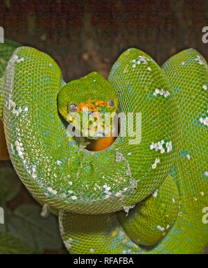 A docile green tree python (Morelia viridis),found wild in New Guinea, some islands in Indonesia, and Cape York Peninsula in Australia. Its numbers ar Stock Photo