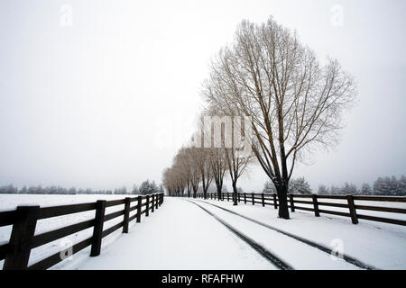 A row of leafless willow trees line a ranch driveway after a snowstorm in central oregon near the village of Tumalo. Stock Photo