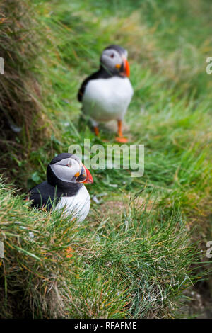 Atlantic puffin (Fratercula arctica) emerging from burrow on cliff top in seabird colony at Sumburgh Head, Shetland Islands, Scotland, UK Stock Photo