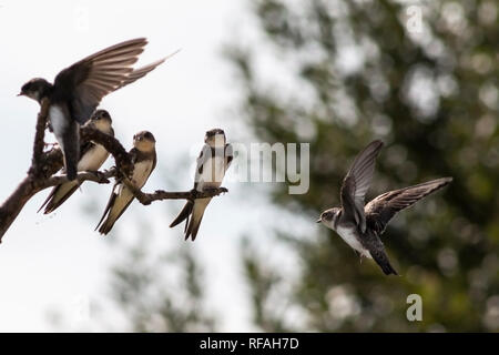 House martins resting on a branch Stock Photo