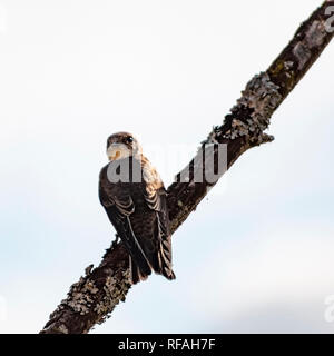 House martins resting on a branch Stock Photo