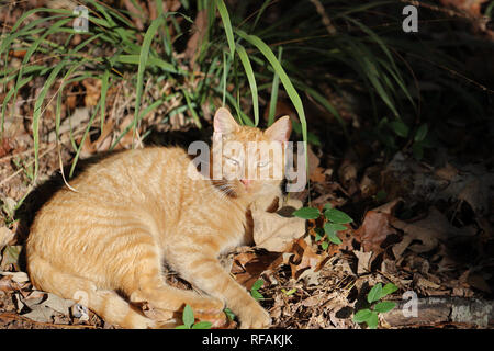 Orange Tabby Cat relaxing in the autumn forest Stock Photo