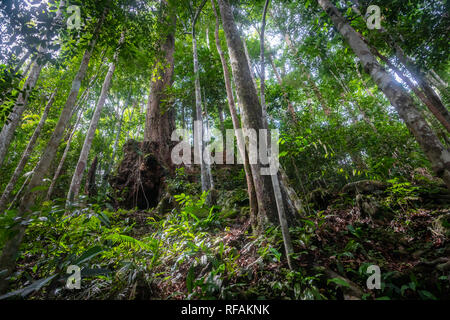 Rainforest in the jungle of Bukit Lawang, North Sumatra, Indonesia. Stock Photo