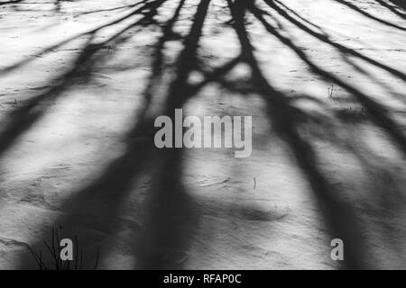 Black & white; trees cast abstract shadows on fresh snow; Vandaveer Ranch; Salida; Colorado; USA Stock Photo