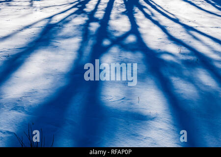 Trees cast abstract shadows on fresh snow; Vandaveer Ranch; Salida; Colorado; USA Stock Photo
