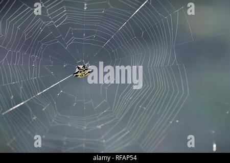 Yellow Spider in web, Spiny backed orb weaver(Gasteracantha cancriformis) Stock Photo