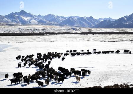 Beijing, China's Gansu Province. 23rd Jan, 2019. A herd of yaks are seen grazing on the snow-covered grassland at the Shandan Ranch with the Qilian Mountains in the background in Shandan County of Zhangye, northwest China's Gansu Province, Jan. 23, 2019. Credit: Li Xiao/Xinhua/Alamy Live News Stock Photo