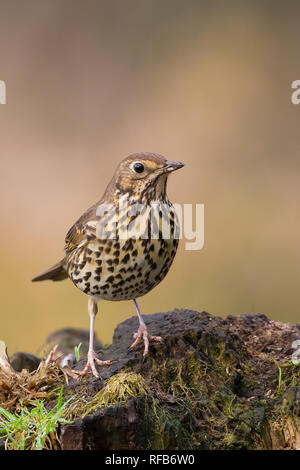 Kidderminster, UK. 25th January, 2019. UK weather: it is a warmer day today with temperatures increasing into double figures. This isolated garden song thrush bird (Turdus philomelos) finds a bright spell between the clouds to come out and forage for food. Credit: Lee Hudson/Alamy Live News Stock Photo