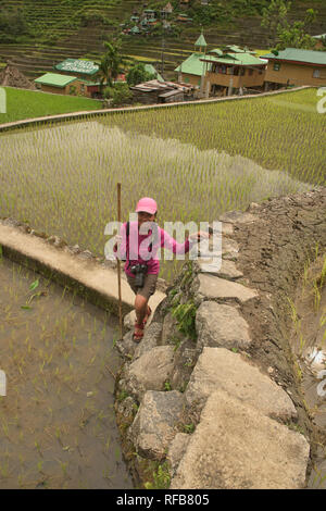 Hiking through the amazing UNESCO rice terraces of Batad, Banaue, Mountain Province, Philippines Stock Photo