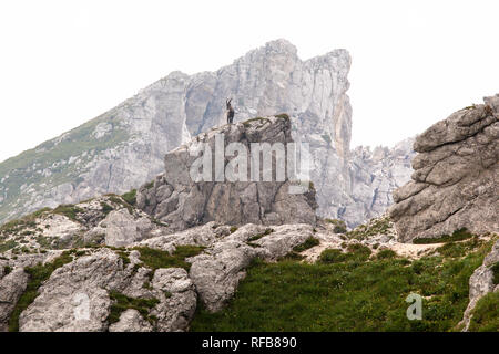 Alpine ibex (Capra ibex) perched on rock Stock Photo
