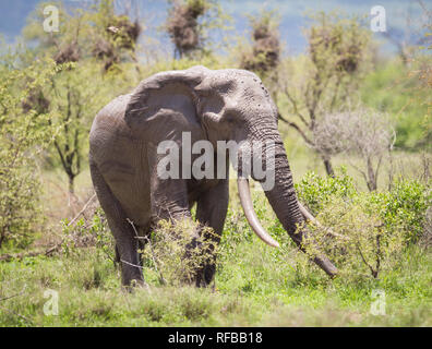 Kruger National Park in South Africa keeps a database of emerging tuskers, the elephants with the biggest tusks in the park. Stock Photo