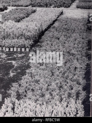 . Catalogue : 1955 - 1956. Nurseries (Horticulture) Catalogs; Nursery stock Catalogs; Evergreens Catalogs; Trees Catalogs; Shrubs Catalogs; Climbing plants Catalogs; Junipers Catalogs; Conifers Catalogs. HETZI JUNIPER CENTER FOREGROUND. ALL STOCK IS SHEAREt FERTILIZER CONSTANTLY AVAILABLE AS NEEDED.. Please note that these images are extracted from scanned page images that may have been digitally enhanced for readability - coloration and appearance of these illustrations may not perfectly resemble the original work.. Verhalen Nursery Co; Henry G. Gilbert Nursery and Seed Trade Catalog Collecti Stock Photo