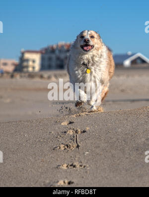 Blonde border collie mix running towards the camera on a sandy beach with a bright blue sky Stock Photo