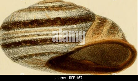 . Catalogo iconografico y descriptivo de los moluscos terrestres de España, Portugal y las Baleares. Mollusks; Mollusks; Mollusks. 99. Please note that these images are extracted from scanned page images that may have been digitally enhanced for readability - coloration and appearance of these illustrations may not perfectly resemble the original work.. Hidalgo, J. G. (Joaquín González). Madrid Stock Photo