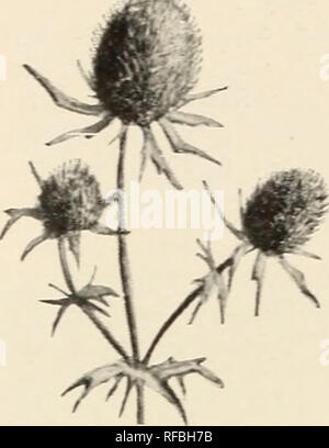 . Catalog of hardy perennials shrubs, vines, roses, hedge plants evergreen trees small fruits and garden roots with illustrations and comments : no. 1. Trees Catalogs; Flowers Catalogs; Plants Catalogs; Horticulture Catalogs; Perennials Catalogs; Fruit Catalogs; Shrubs Catalogs; Commercial catalogs New Jersey Little Silver. J. T. LOVETT, LITTLE SILVER. N. J. 15 ERYNGIUM AMETHYSTINUM. Sea Hollt. Unique and effective plant, growing 3 to 5 feet high. The flower heads, which appear in summer and autumn, re- semble thistles some- what and are a peculiar metallic blue. Faliage much dissected and eac Stock Photo