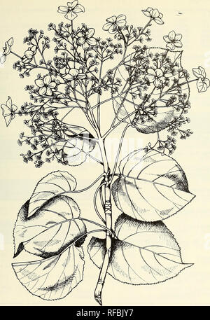 . A catalog of cultivated woody plants of the southeastern United States. National Arboretum (U. S. ); Plants, Cultivated; Woody plants; Trees; Shrubs; Ornamental woody plants; Plants, Cultivated; Woody plants; Trees; Shrubs; Ornamental woody plants. HYDRANGEA anomala ssp. petiolaris (Sieb. &amp; Zucc.) McClint. [illustrator Susan M. Johnston] 89. Please note that these images are extracted from scanned page images that may have been digitally enhanced for readability - coloration and appearance of these illustrations may not perfectly resemble the original work.. Meyer, Frederick G. (Frederic Stock Photo