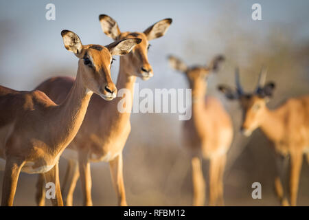 Onguma Game Reserve is a private reserve on the eastern boundary of Etosha National Park which offers stunning arid landscapes and excellent wildlife  Stock Photo