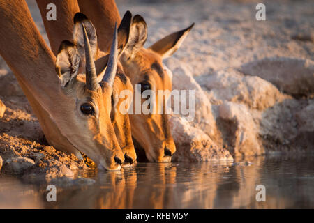 Onguma Game Reserve is a private reserve on the eastern boundary of Etosha National Park which offers stunning arid landscapes and excellent wildlife  Stock Photo