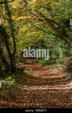 Path through woods in Autumn Stock Photo