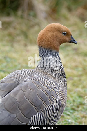 Ruddy-headed Goose - Chloephaga rubidiceps  From South America Stock Photo
