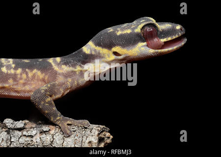 Inland Marbled Velvet Gecko Stock Photo