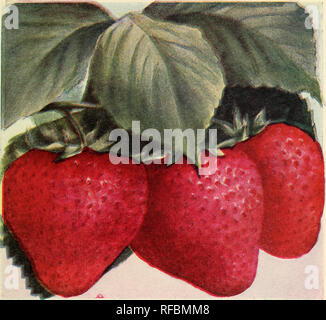 . Catalog of hardy perennials shrubs, vines, roses, hedge plants evergreen trees small fruits and garden roots with illustrations and comments : no. 1. Trees Catalogs; Flowers Catalogs; Plants Catalogs; Horticulture Catalogs; Perennials Catalogs; Fruit Catalogs; Shrubs Catalogs; Commercial catalogs New Jersey Little Silver. SILVER COIN STRAWBERRY The most prolific large Strawberry The largest very prolific Strawberry The quality is grand—rich, full, sugary and very aromatic. It is highly perfumed. Its brilliant flame-red color remains unchanged until the berries soften. It is very firm. Keeps  Stock Photo