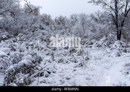 Winter on the Corrales, New Mexico bosque (river forest) Stock Photo