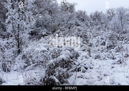 Winter on the Corrales, New Mexico bosque (river forest) Stock Photo