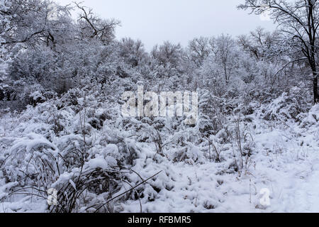 Winter on the Corrales, New Mexico bosque (river forest) Stock Photo