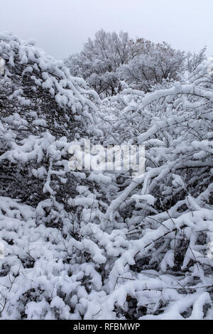 Winter on the Corrales, New Mexico bosque (river forest) Stock Photo
