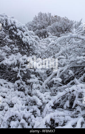 Winter on the Corrales, New Mexico bosque (river forest) Stock Photo