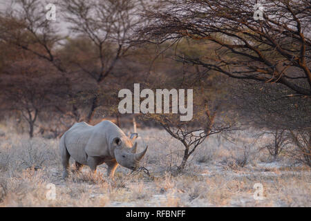 Onguma Game Reserve is a private reserve on the eastern boundary of Etosha National Park which offers stunning arid landscapes and excellent wildlife  Stock Photo