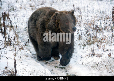 Charging captive grizzly (brown) bear near Haines Alaska Stock Photo