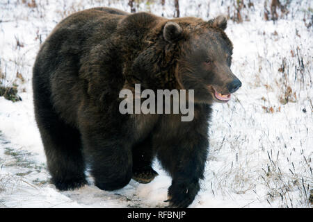 Charging captive grizzly (brown) bear near Haines Alaska Stock Photo