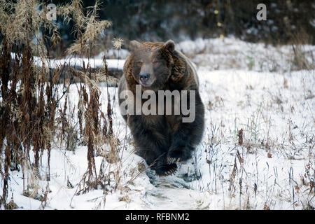 Charging captive grizzly (brown) bear near Haines Alaska Stock Photo