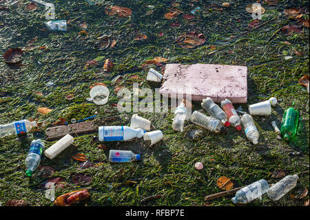 MIAMI - SEPTEMBER, 2018: Plastic water bottles, cups, and bits of Styrofoam float with seagrass in Biscayne Bay, where ocean pollution is a problem. Stock Photo