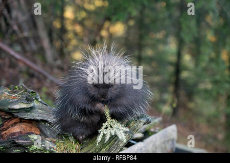 Captive porcupine eating a fir branch near Haines Alaska Stock Photo