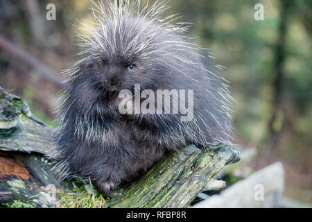 Captive porcupine eating a fir branch near Haines Alaska Stock Photo