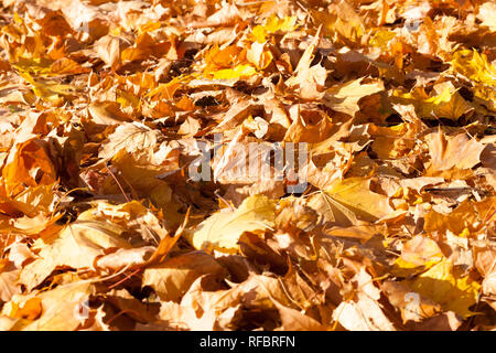 dull maple leaves falling to the ground after leaf fall, cloudy weather in nature, view without trees Stock Photo