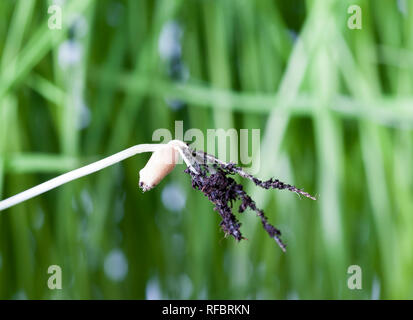 torn from the soil 1 wheat germ with grain in the dirt, closeup Stock Photo