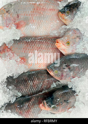 Fish storage hi-res stock photography and images - Alamy