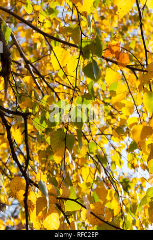 golden and yellow birch foliage on the branches in the autumn season Stock Photo