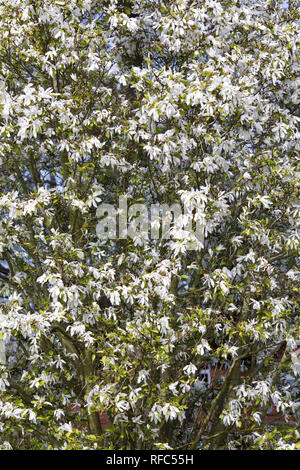 Magnolia salicifolia 'Wada's Memory' in flower. Stock Photo