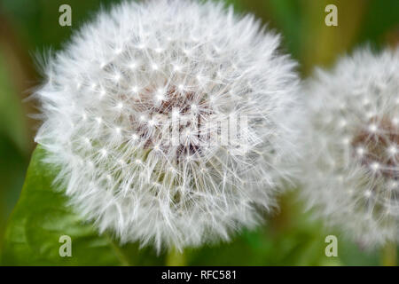 White dandelion seed heads Stock Photo