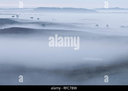 View over New Forest lowland heathland from Vereley Hill at dawn, Burley, New Forest National Park, Hampshire, England, UK Stock Photo