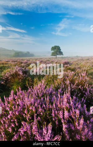 View over New Forest lowland heathland at Mogshade Hill at dawn, New Forest National Park, Hampshire, England, UK Stock Photo