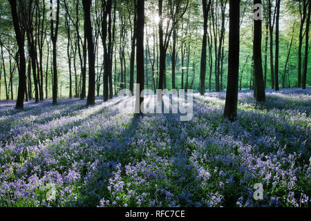 A carpet of bluebells (Endymion nonscriptus) in beech (Fagus sylvatica) woodland, Micheldever Woods, Hampshire, England, UK Stock Photo