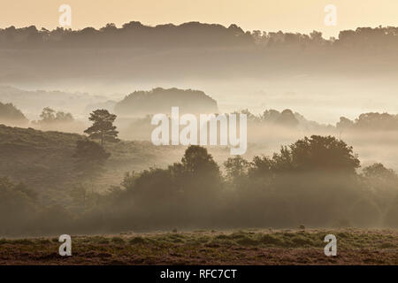 View over New Forest lowland heathland at Fritham Cross at dawn, New Forest National Park, Hampshire, England, UK Stock Photo