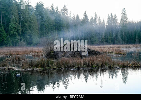 Beaver lodge, Beaver Lake, Stanley Park,  Vancouver, British Columbia, Canada Stock Photo