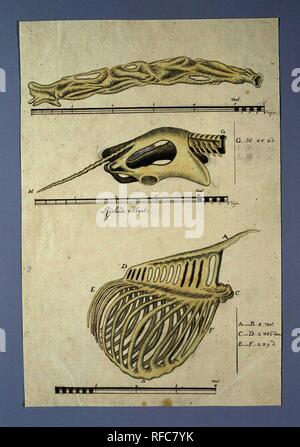 Giraffa Camelopardalis (Giraffe). Draughtsman: Robert Jacob Gordon. Dating: 14-Oct-1779 - 9-Dec-1779. Measurements: h 660 mm × w 480 mm; h 401 mm × w 270 mm. Museum: Rijksmuseum, Amsterdam. Stock Photo